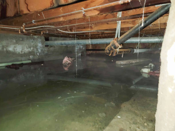 Best Professional water damage repair  in Lexington Hills, CA